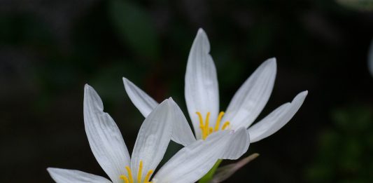 כיצד יודעים כשיש קנדידה?