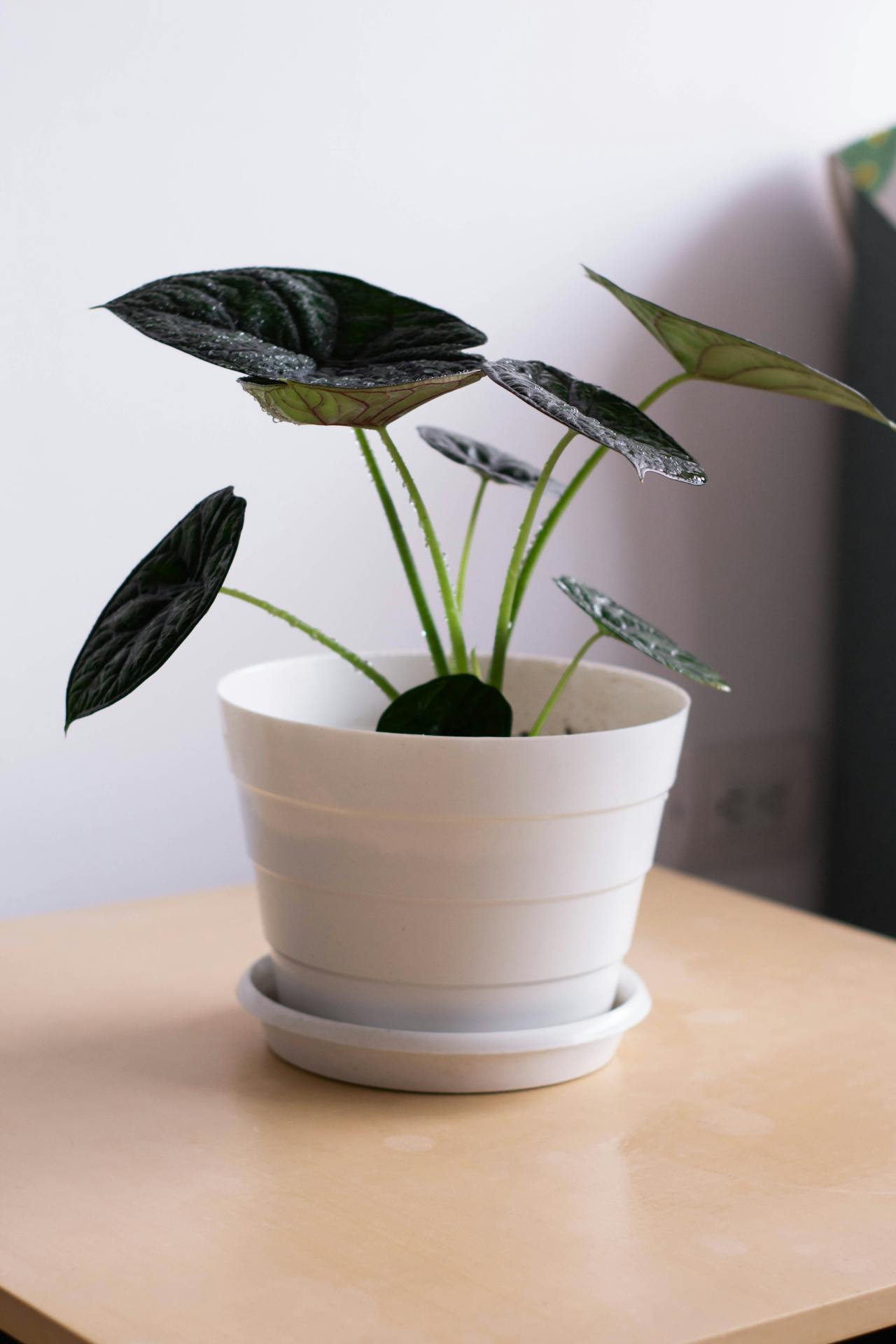 עציץ מפלסטיק